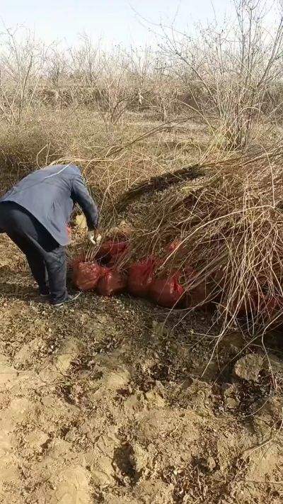出售药用连翘苗，科研五号优质种苗，2/5年苗，药用连翘树，挂果树，全国包邮到家！财富密码18534302961出售药用连翘苗，科研五号优质种苗，2/5年苗，药用连翘树，挂果树，全国包邮到家！财富密码1