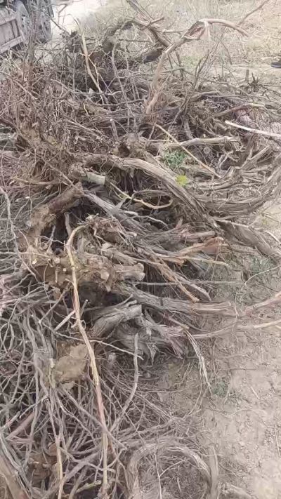 巨峰葡萄树，地径3/6公分，需要联系